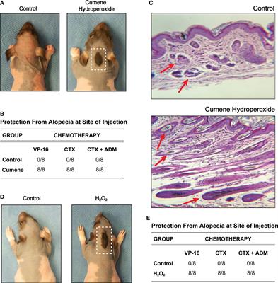 Mild oxidative stress protects against chemotherapy-induced hair loss